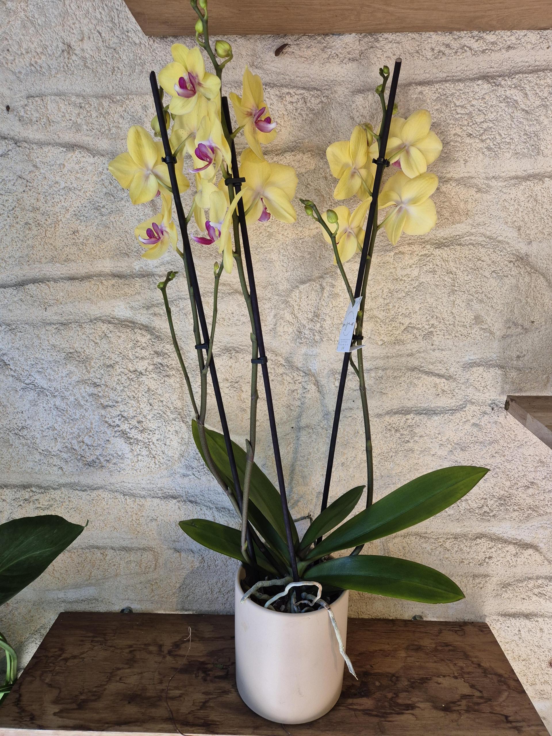 orchidee jaune