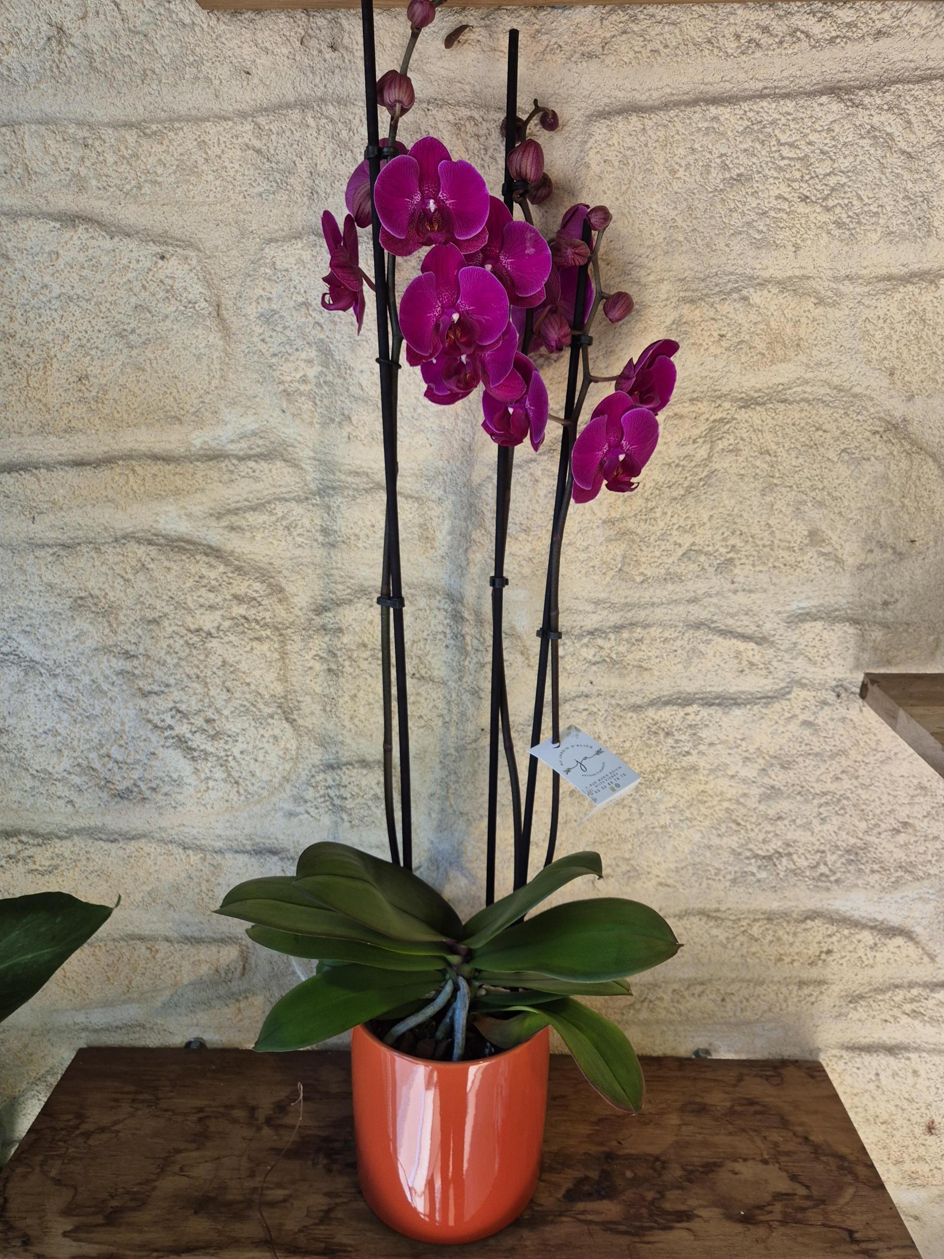 orchidee mix