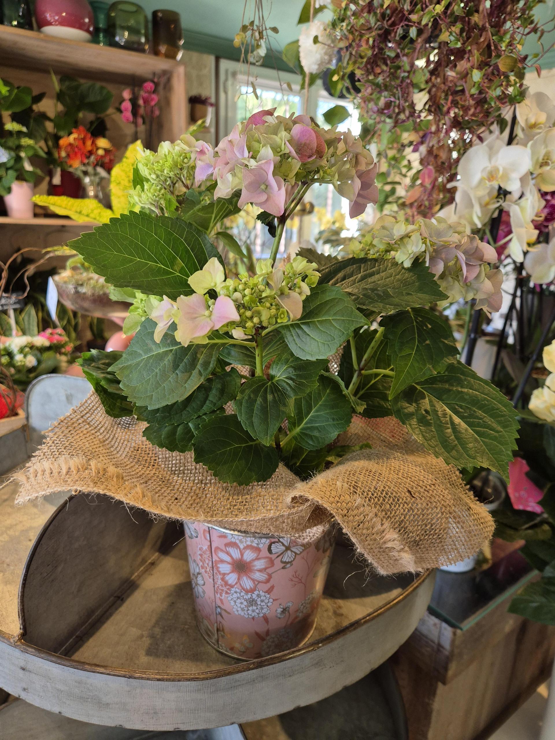 hortensia moyen